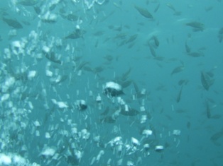 Ʃ����ȴ��