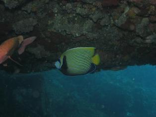 ���ƥ��ޥ�����㥯����