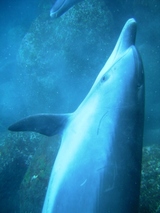 ����ʤˤ���¦�Ǳˤ��ޤ���