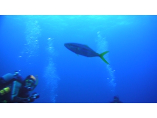 ���˥ɥ�ե�