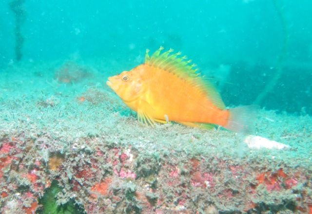 ����ܡ���