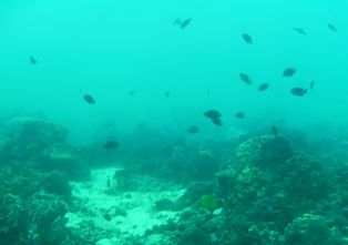 KONTIKI�ӡ���