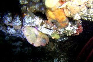 ���줳���