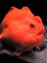 �ݥ����äȤ��Ƥޤ�