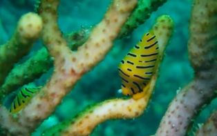 �ȥ�ե��ܥ꥿���饬��