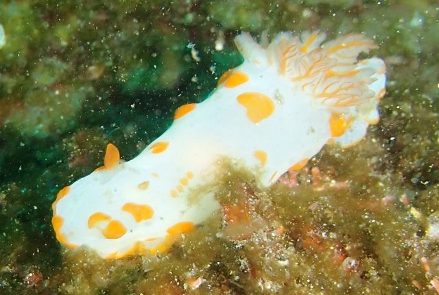 ������ (15)