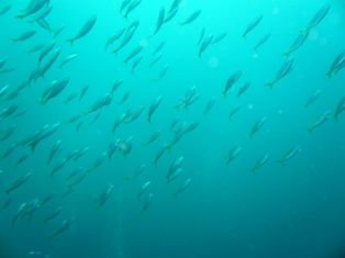 �����������륰����ޤ�