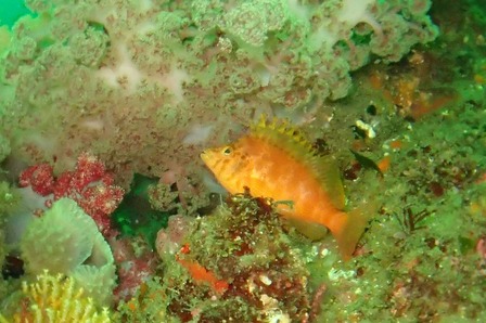 SEHElfwIgRCz5mOx2xVYQBlOsOAGN_V4kEekGsm7cAweJxFPc