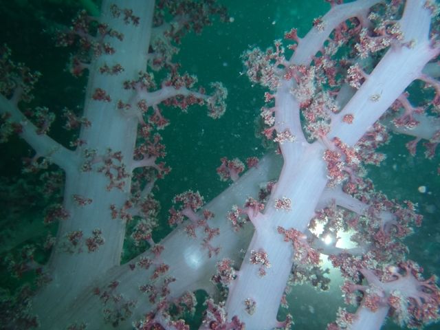 �������������� (2)