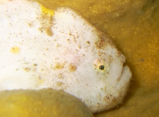 ��������������륢�󥳥�