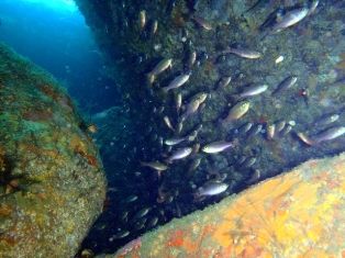 ����ޤ���