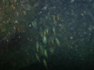 �����١�