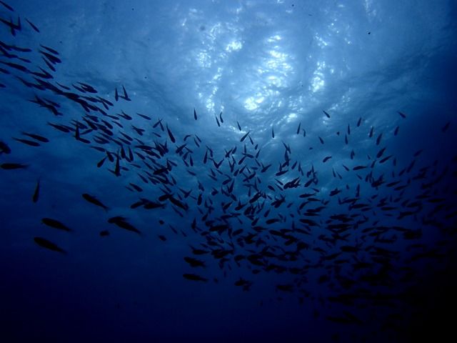 Ʃ������������