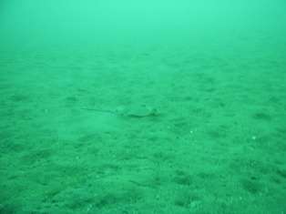 ����ˤ���ӥȥӤ�