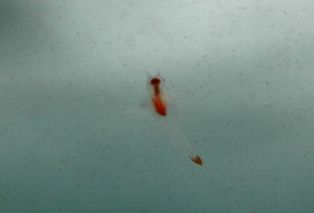 ���ꥪ�ͷ��(^^)