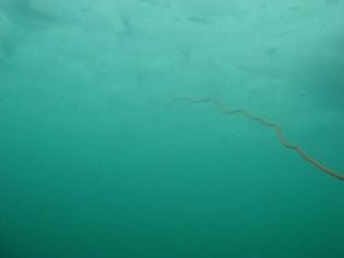 �饤��ǥ��󥿥���