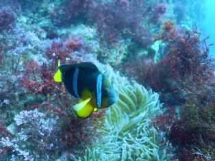 �����ͣ�