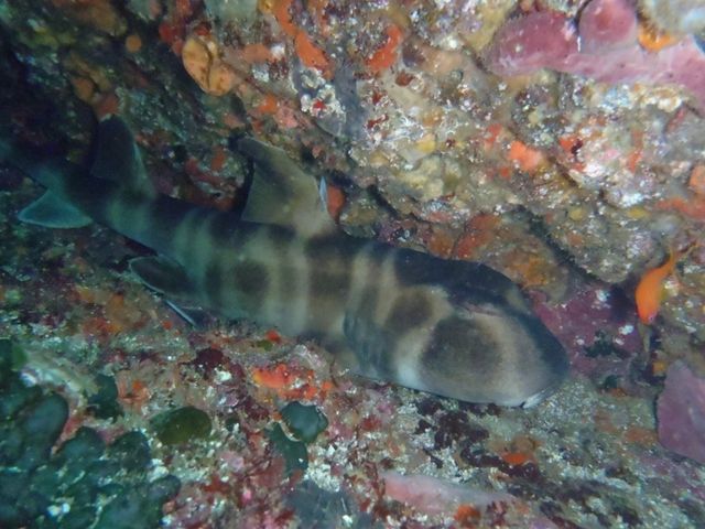 ���Ҹ��ɥ�ե� (9)