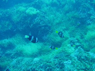 Ȭ�ź��Υ��ޥΥ�