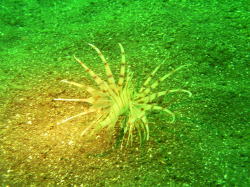 �ߥΥ�����