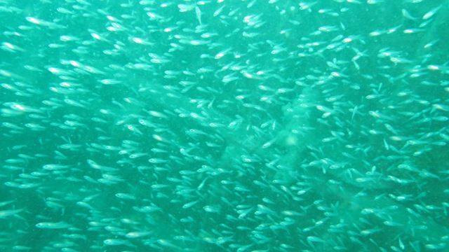 ����ܡ��� (4)