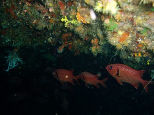 �����ޥĥ���