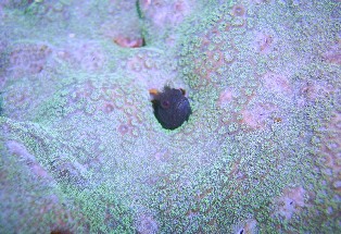 �����ͺ���