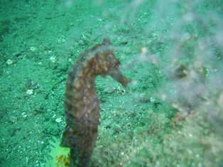 �������ߥ��ޡ���