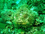 擬態上手なオニカサゴ