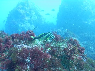 �����ͣ�