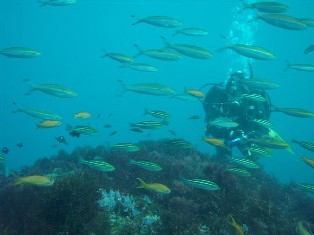 �����ͱ���