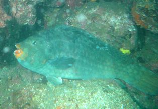 �֥�����