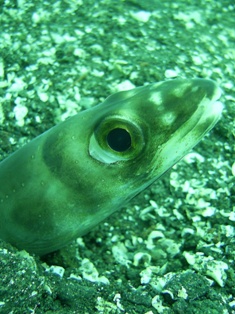 ����ʴ���