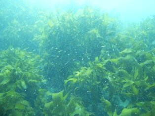 ������ŷ��