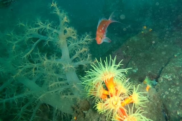 ����������ȥ��ܥ䥮