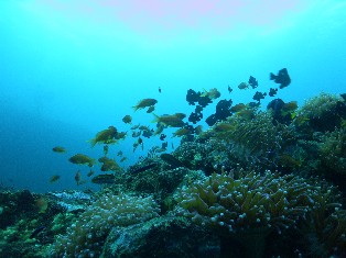 �����ͺ���