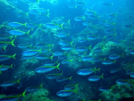 �����ٷ���