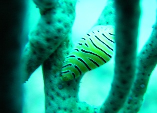 �ȥ�ե��ܥ꥿���饬��