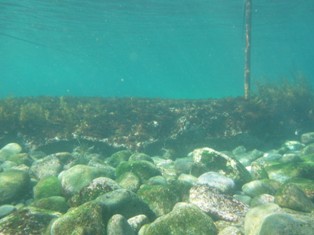 �������å��ն�