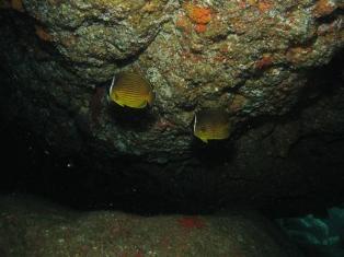 ���ڤΥ��祦���祦��