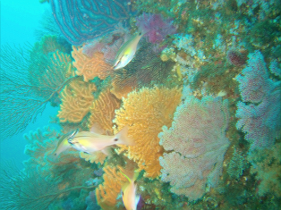 atami7