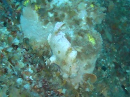 ���������륢�󥳥�