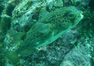 �ϥꥻ��ܥ��