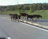 �ʤ����򤱤Ƥ���롣����