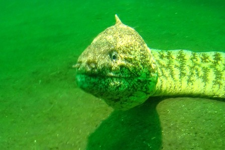 O-Q0oM1fEnjBlbX0syEyYh5V3AwWq_xKU0W8_po8_jEeJxFPc