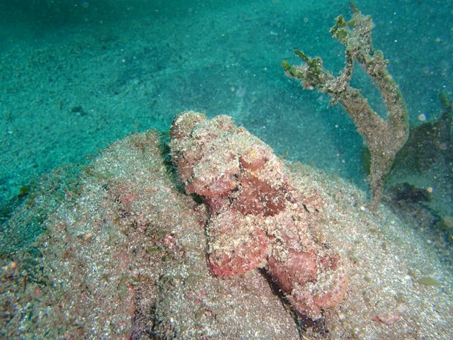 �ӡ�����ե�å��� (5)