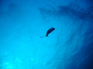 �Ϥ���ĥ�֥�