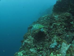 �ʥ��ޥɡ����ߥ����