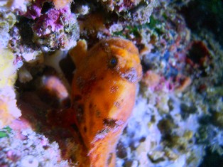 �����ͺ���