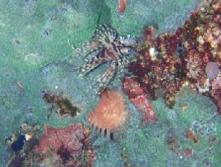 �����ͺ�